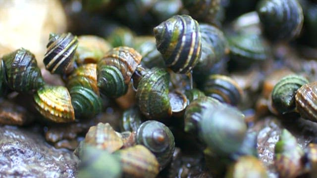 Cluster of ampullarius insularus in natural habitat