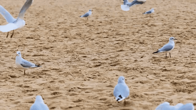 모래 해변의 갈매기들