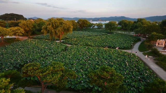 산책로가 있는 넓은 연꽃밭