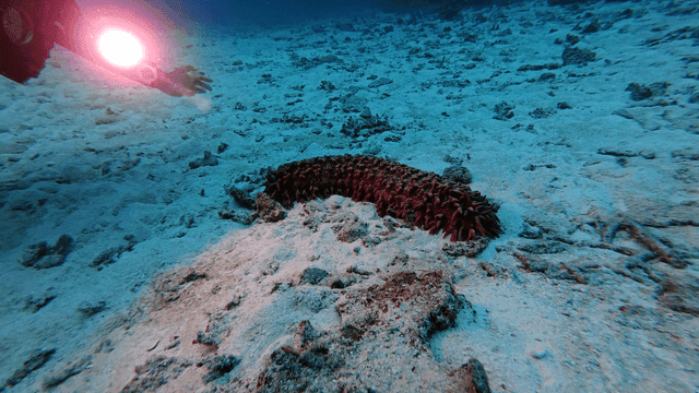 Diver filming sea cucumber with camera
