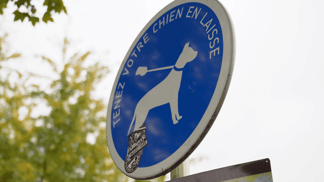 Dog leash sign in a park setting