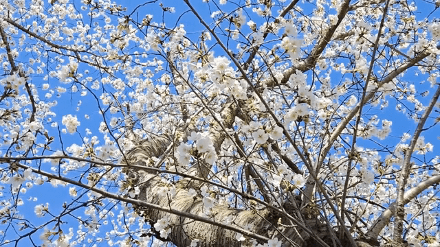 Cherry blossoms against a clear blue sky