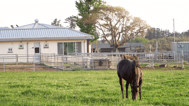 초원에서 평화롭게 풀을 뜯는 말들