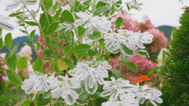 White flowers blooming in green field