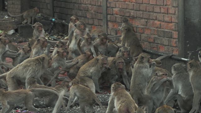 Monkeys Gathered in Front of a Brick Wall