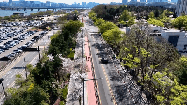 도시 도로를 따라 핀 벚꽃