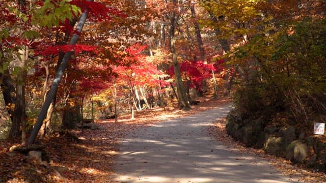 단풍으로 물들어 아름다운 가을 숲을 걷고 있는 사람들