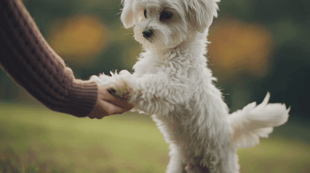 A small white dog playing in a park