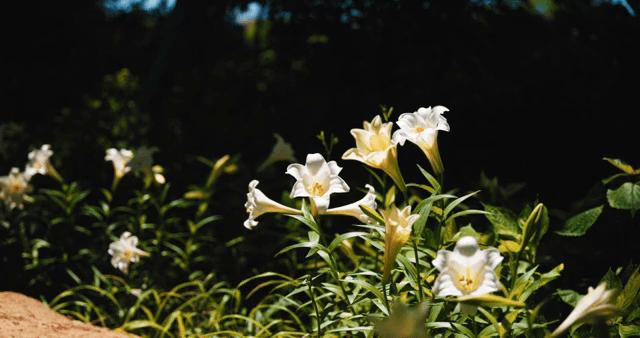 White lilies blooming in a garden