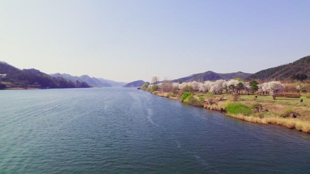 Cherry blossoms along a serene river