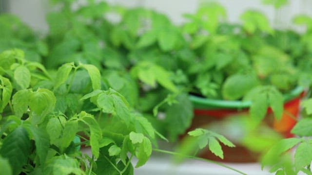 Green sprout ginseng in a pot indoors