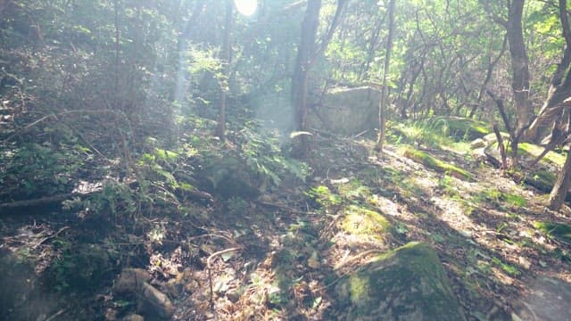 Sunlit forest pathway surrounded by dense trees