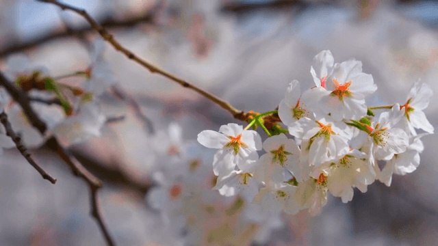 가지에 만개한 벚꽃