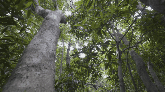 Lush green forest with tall trees