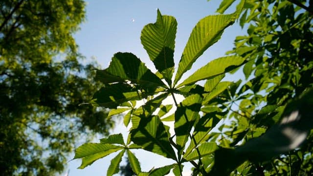 맑은 날 햇빛에 비치는 나뭇잎