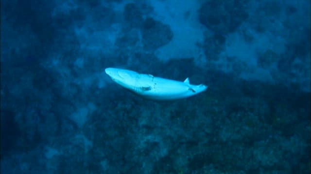 지느러미가 잘린 채 헤엄치는 상어