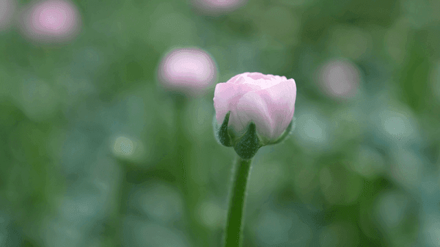 Pale pink flower buds in garden