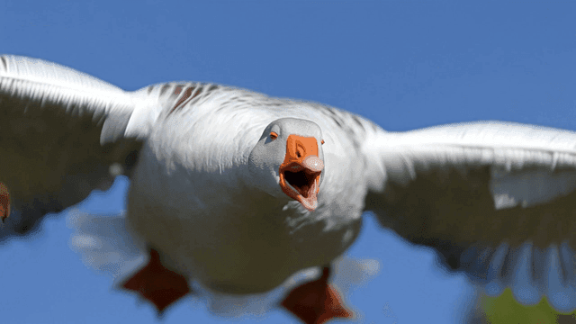 Goose spreading its wings and flying