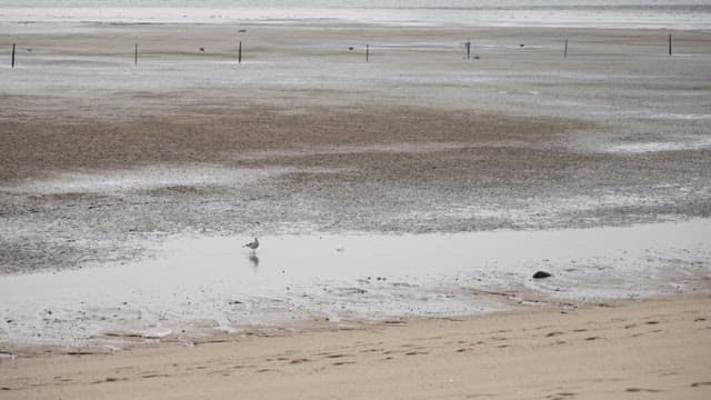 Seagull Wandering on a Serene Beachscape