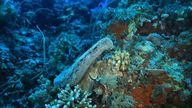 Diverse Marine Life on a Coral Reef