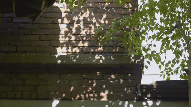 Brick wall with sunlight and leaves
