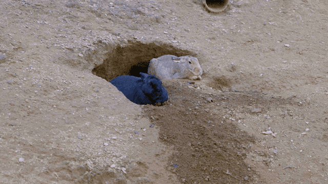 Rabbits resting near their burrow