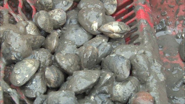 Close-up View of Freshly Harvested Shellfish