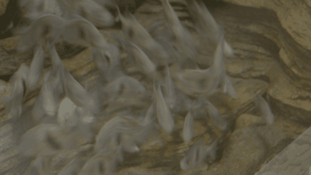 Fast-swimming striped fish