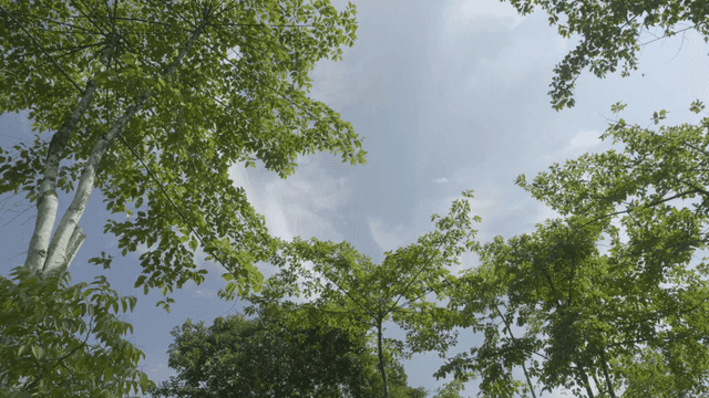 Green trees and blue sky on a sunny day