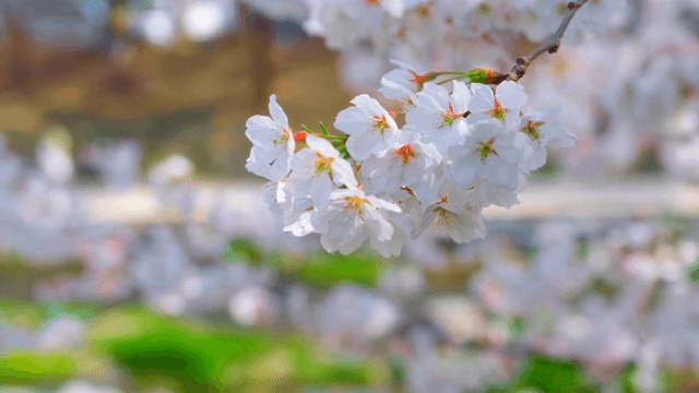 Cherry blossoms in full bloom by a walkway