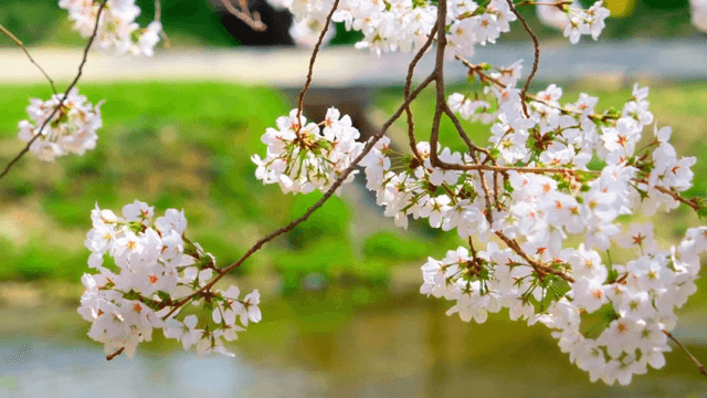 강가에 만개한 벚꽃