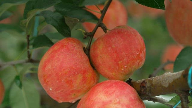 Hand inspecting fresh apples hanging on a tree