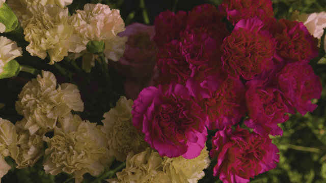 Colorful flowers in a garden