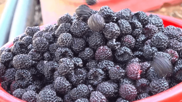 Fresh black raspberries in a red basket