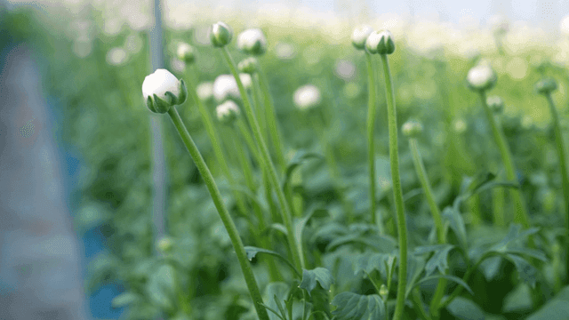 Greenhouse with budding flowers