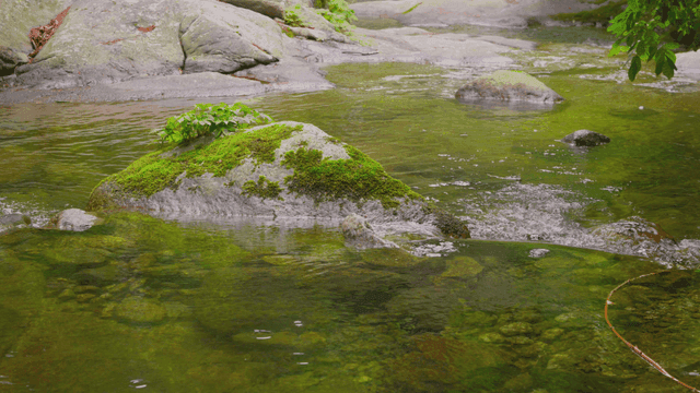 이끼로 덮힌 바위가 있는 고요한 시냇물