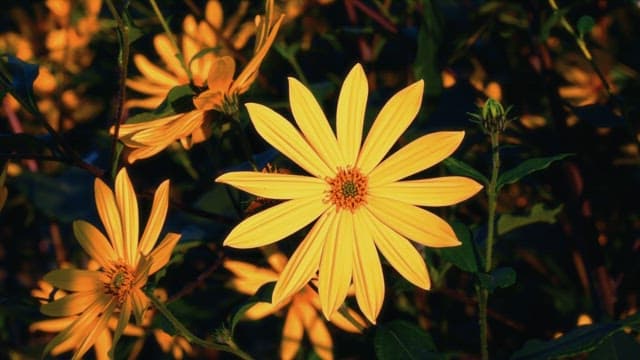 햇빛 아래 만개한 노란 꽃들