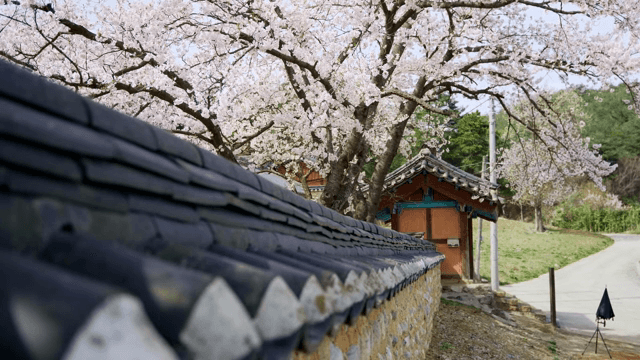 전통 한국 담장 위의 벚꽃