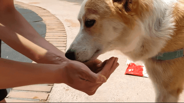 Dog drinking water from a person's hands