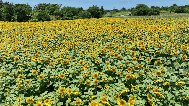 Vast field of yellow sunflowers