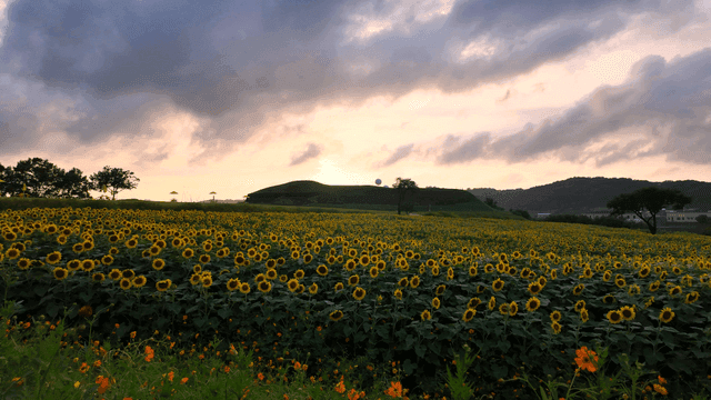 Vast sunflower field at sunset