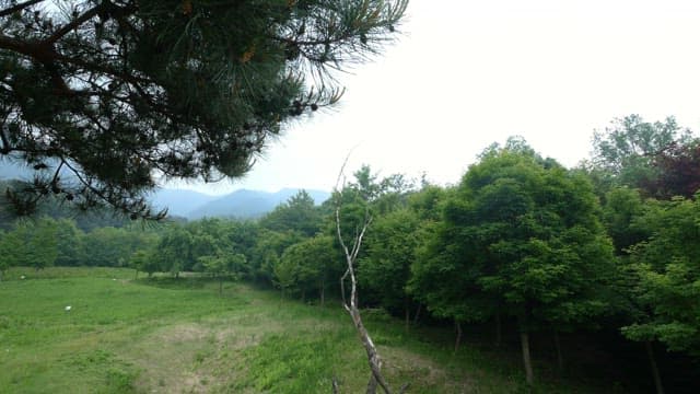 먼 산이 보이는 녹색 숲 풍경