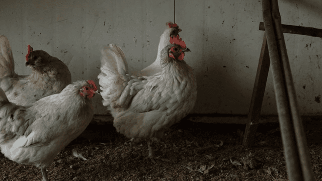 흙바닥에 있는 닭장 속 닭들