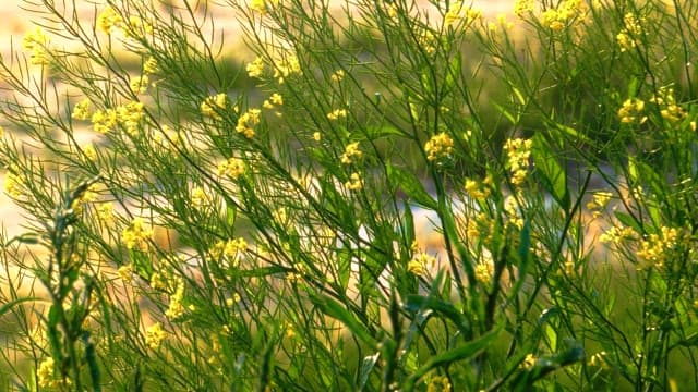 Yellow wildflowers swaying gently in the sunset light