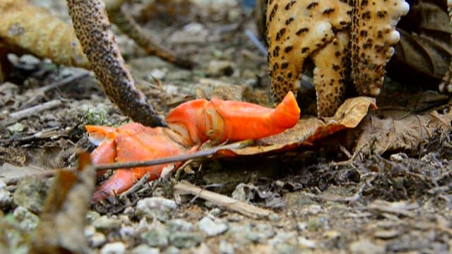 Coconut crab attacking red crab