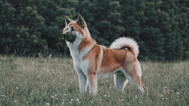 American Akita standing on grass