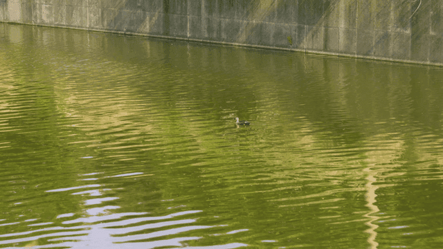 Quiet river where ducks swim