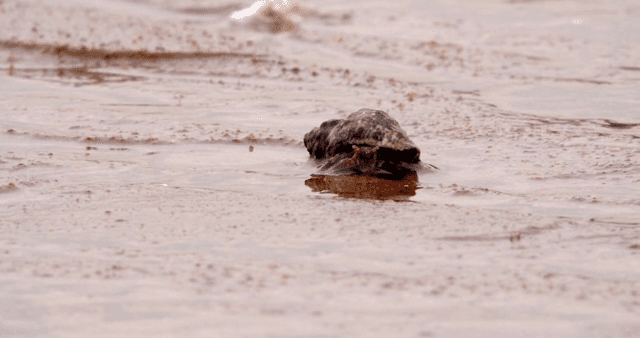 진흙 해안 위를 걷는 소라게