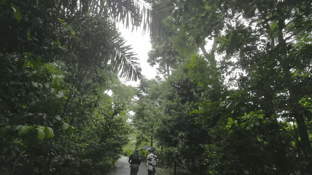 숲길을 걷는 사람들