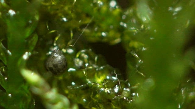 Larva hatching from an egg lying on fresh, green moss